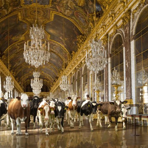 Cows standing indoors in an ornate hall with chandeliers by RIVE GAUCHE
