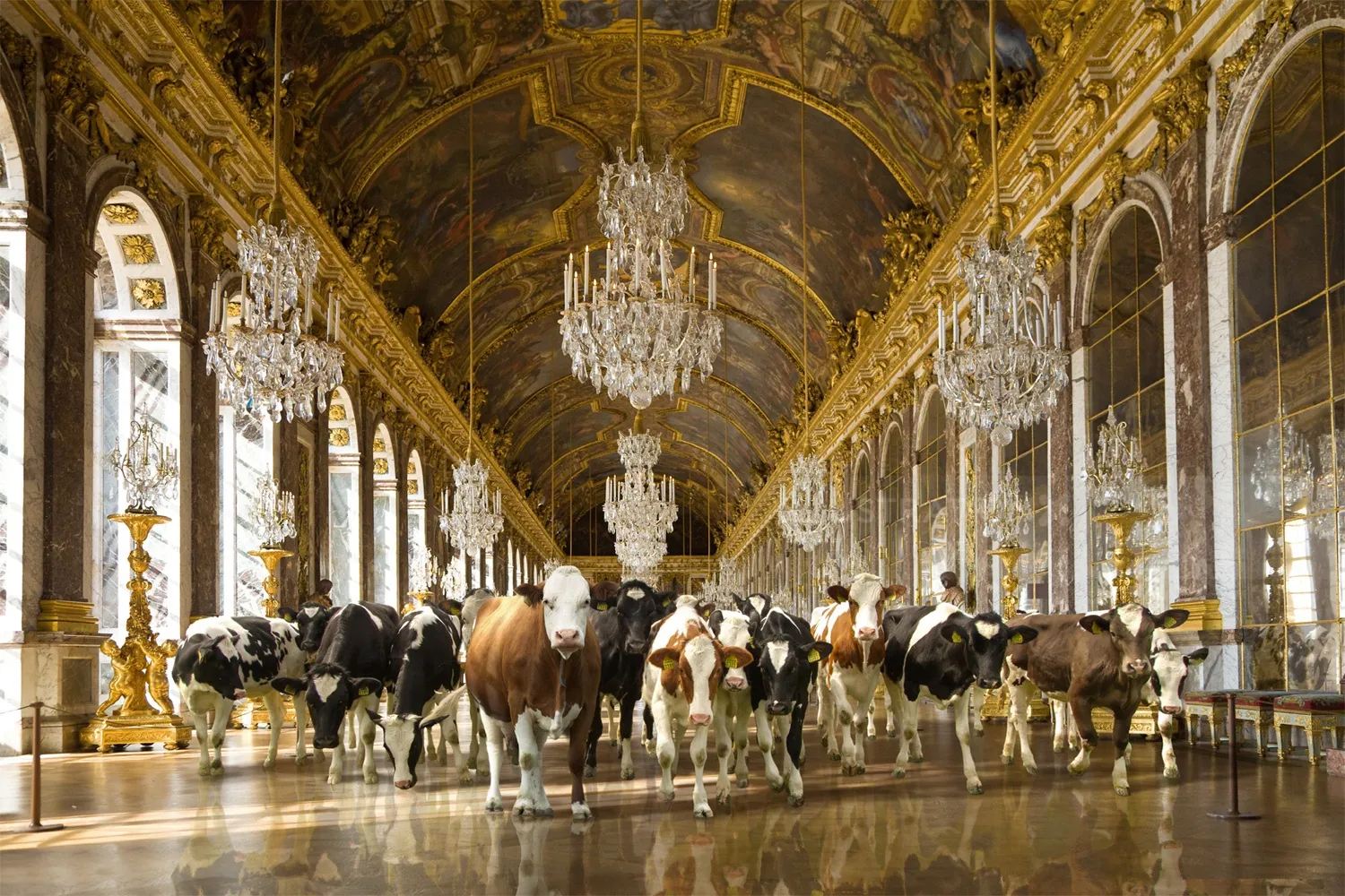 Cows standing indoors in an ornate hall with chandeliers by RIVE GAUCHE