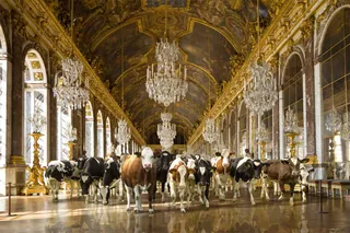 Cows standing indoors in an ornate hall with chandeliers by RIVE GAUCHE