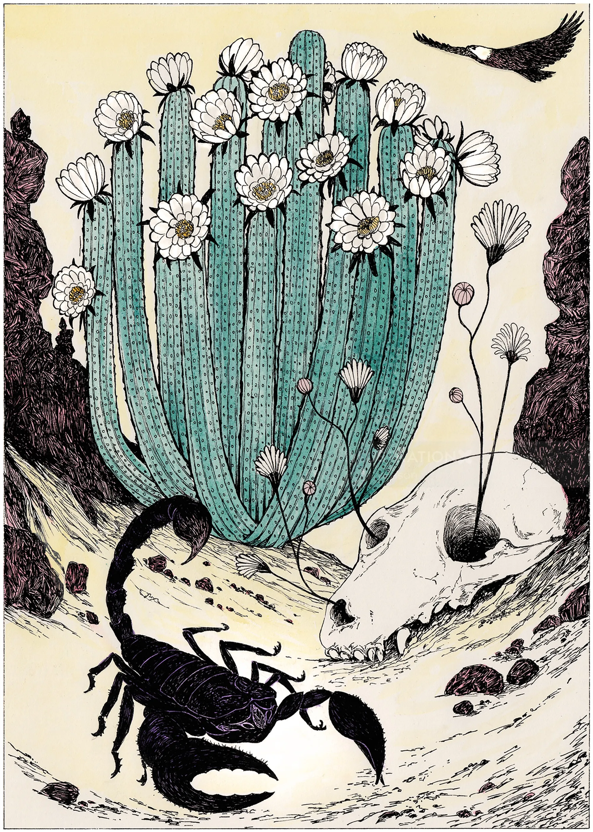 Illustration of a scorpion near cactus and animal skull by Rohan Eason