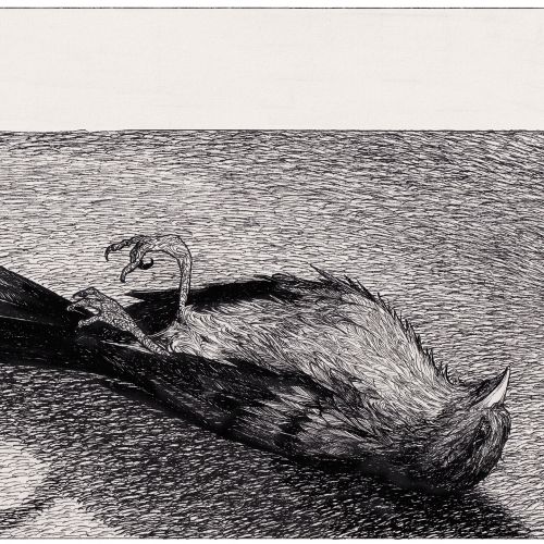 Ink drawing of a dead bird lying on the ground by Rohan Eason