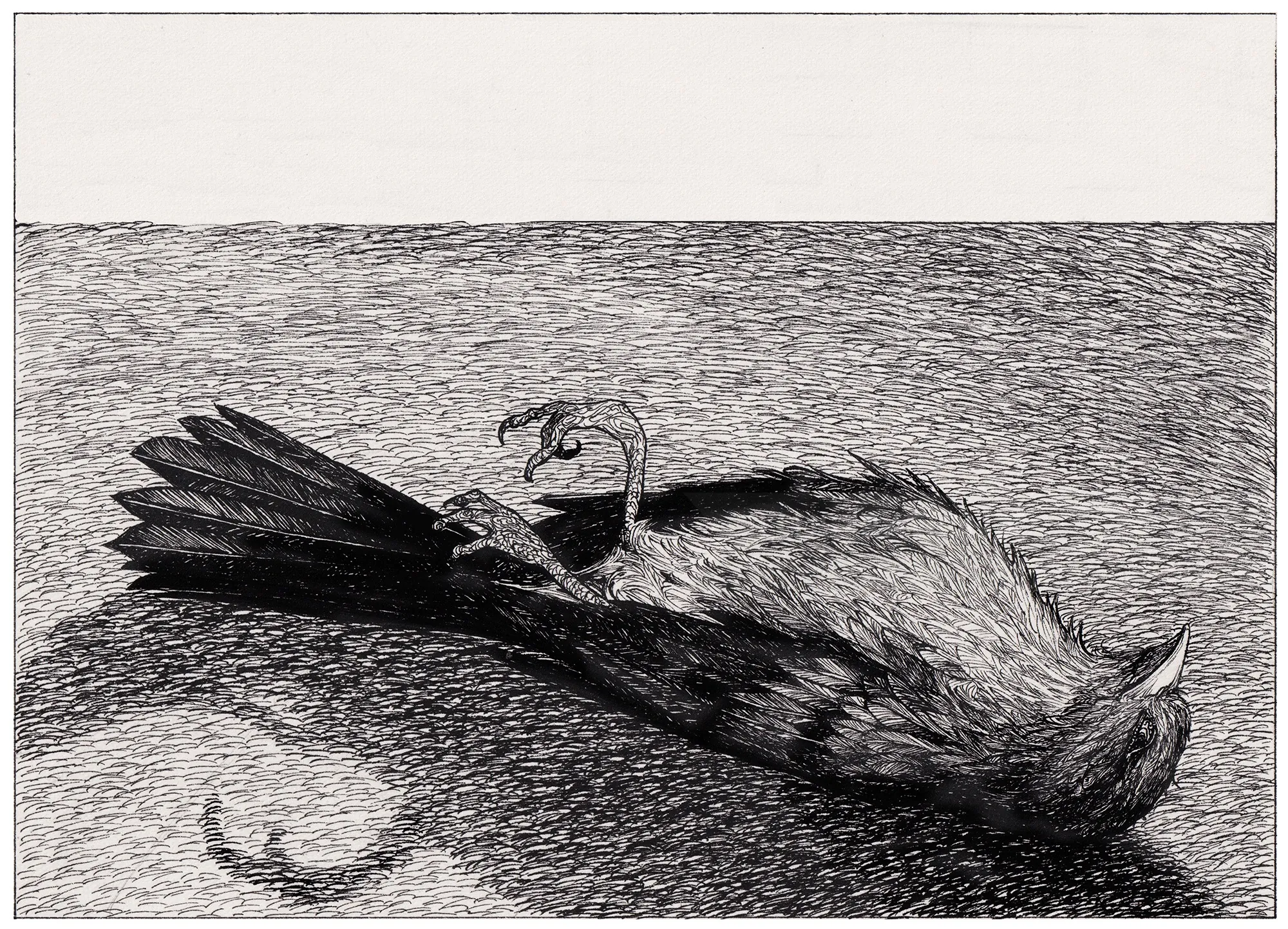 Ink drawing of a dead bird lying on the ground by Rohan Eason