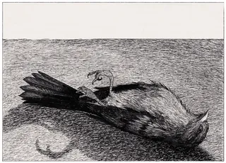 Ink drawing of a dead bird lying on the ground by Rohan Eason