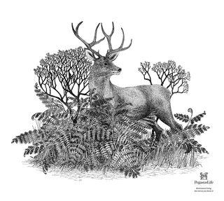 Deer Illustration