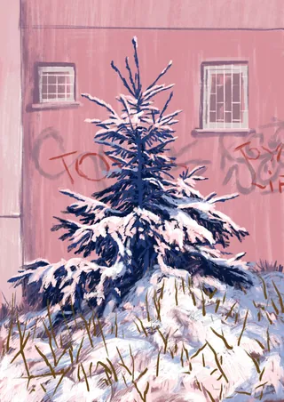 Snowy pine tree against pink wall with graffiti and windows