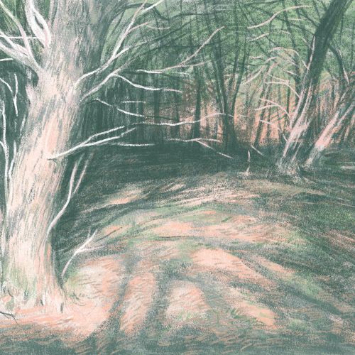 Illustration of a white tree in a shaded forest with background trees