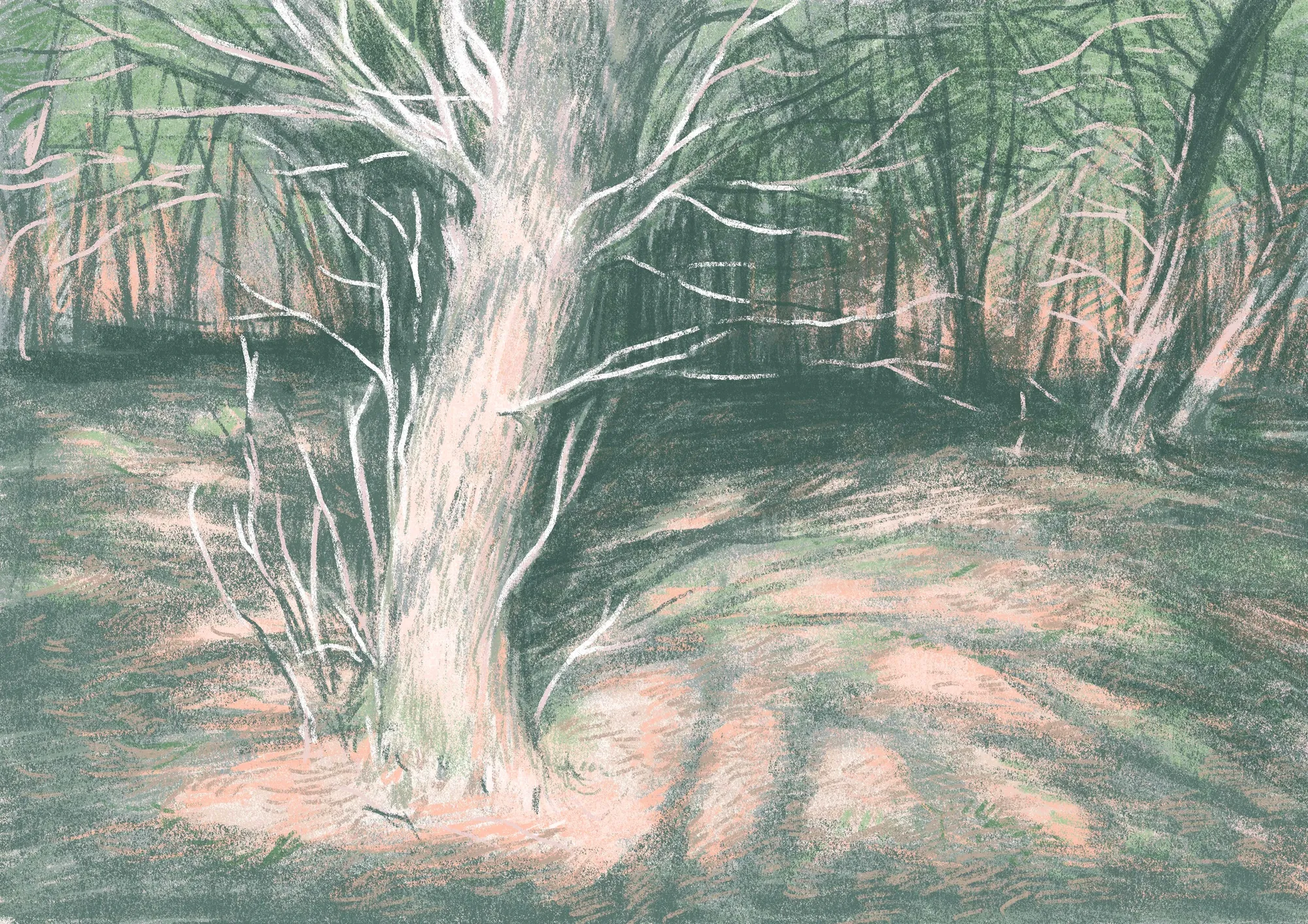 Illustration of a white tree in a shaded forest with background trees