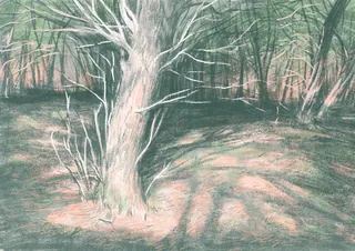 Illustration of a white tree in a shaded forest with background trees