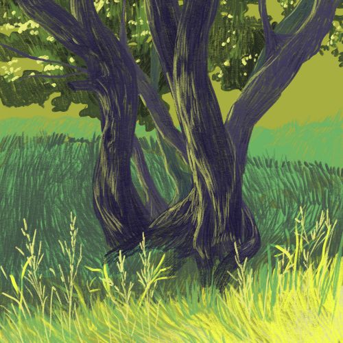 Large tree with several trunks standing in tall grass under green foliage