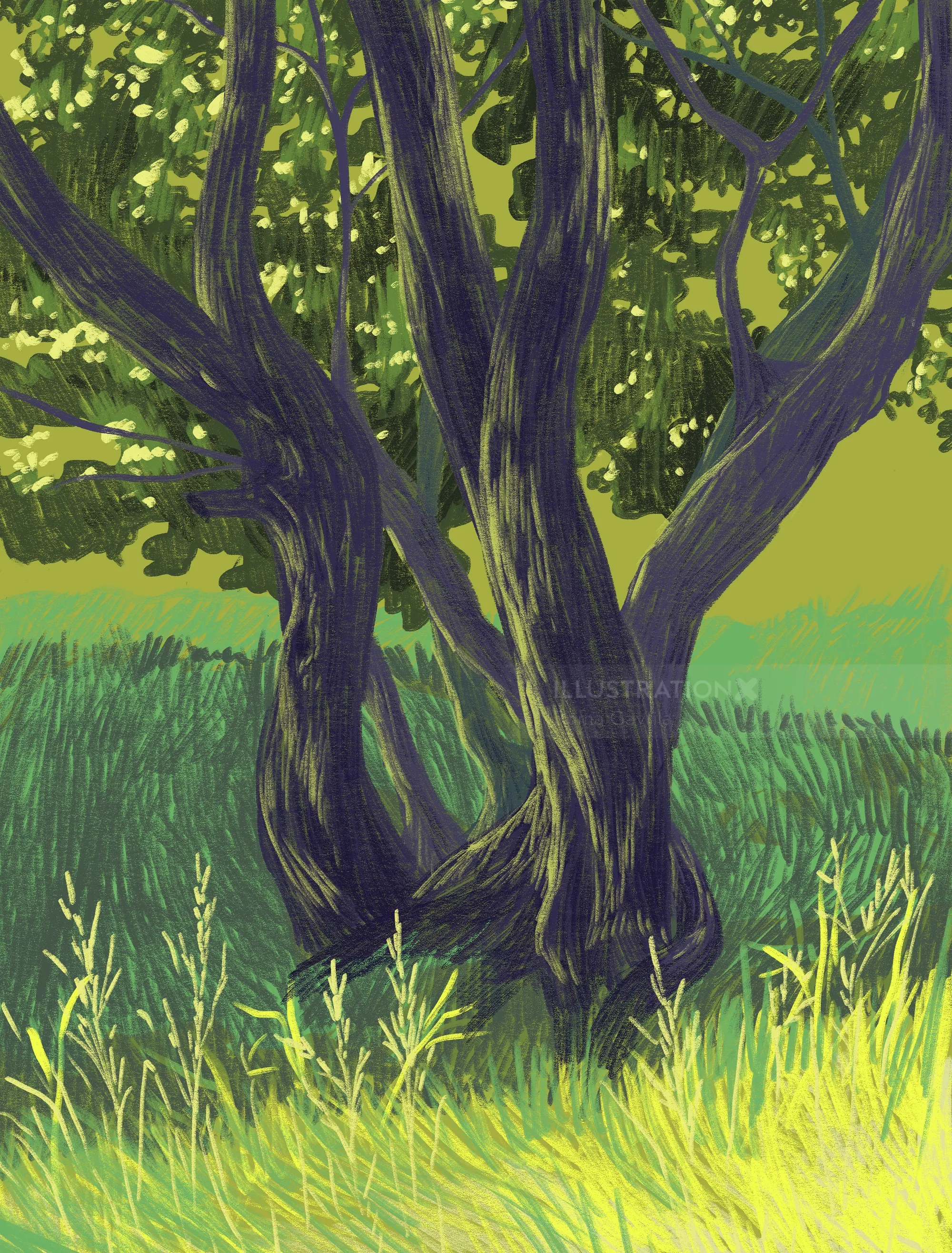 Large tree with several trunks standing in tall grass under green foliage