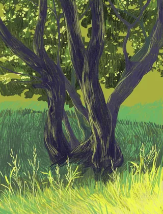 Large tree with several trunks standing in tall grass under green foliage