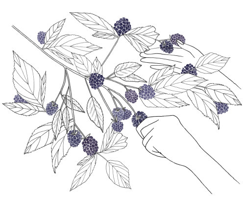 Illustration of blackberries