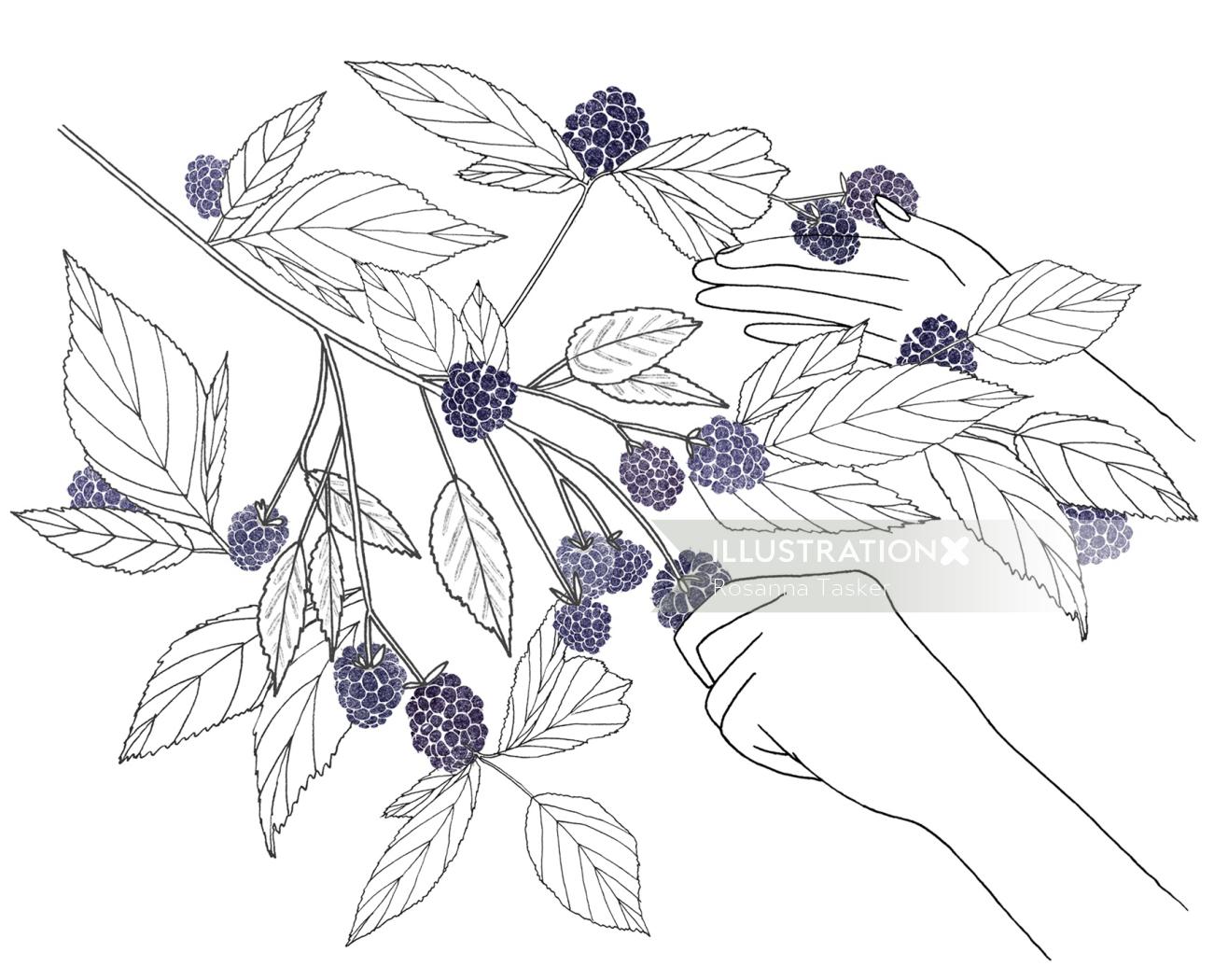 黑莓的插图