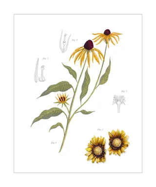 Botanical illustration of yellow Echinacea flowers and parts by Rosanna Tasker