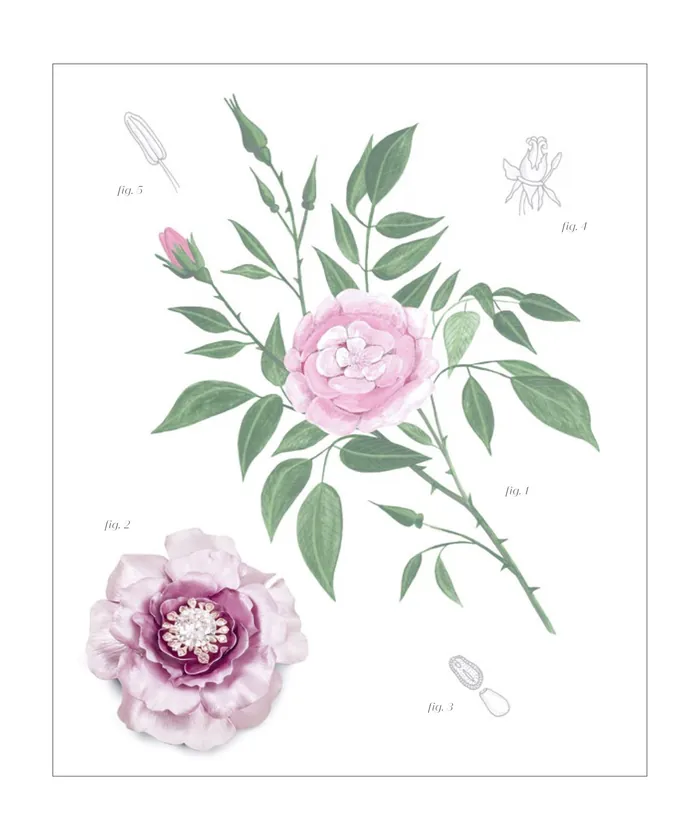 Botanical illustration of pink peony flowers and leaves by Rosanna Tasker