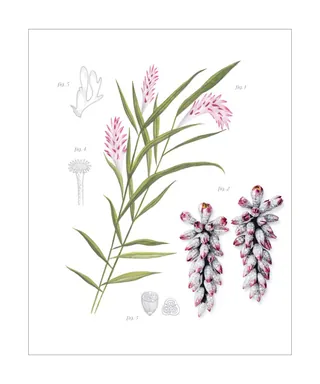 Botanical illustration of pink ginger plant with flowers and leaves by Rosanna Tasker