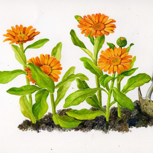 Pot marigold plant realistic art