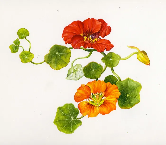 Painting of a Nasturtium Plant