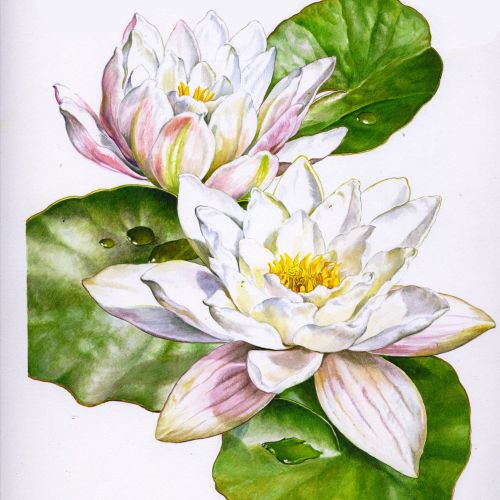 water Lilies painting