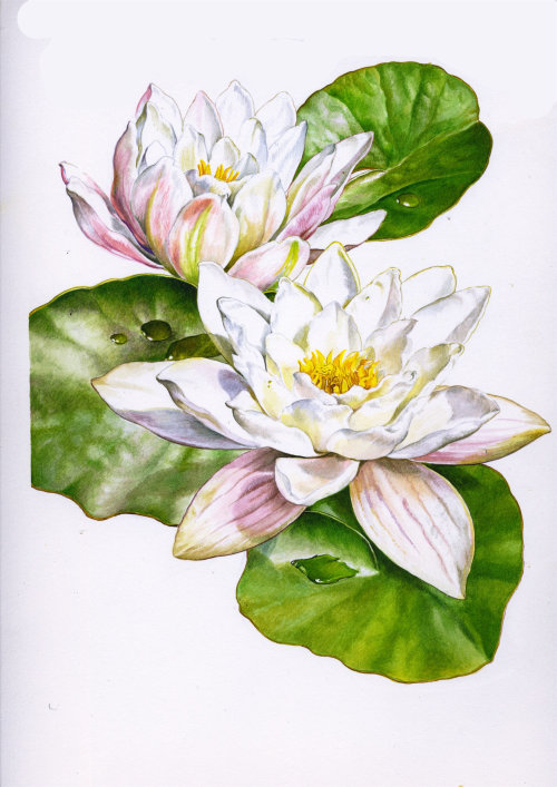 water Lilies painting