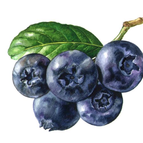 Grapes illustration by Rosie Sanders