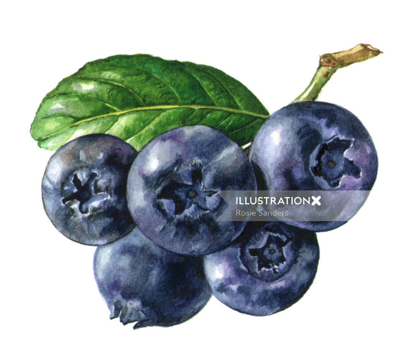 Ilustración de uvas por Rosie Sanders