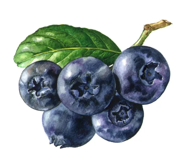 Grapes illustration by Rosie Sanders