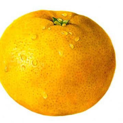 Orange fruit illustration by Rosie Sanders