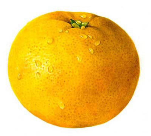 Orange fruit illustration by Rosie Sanders