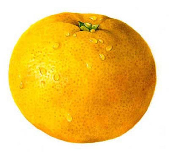 ロージーサンダースによるオレンジ色の果物のイラスト