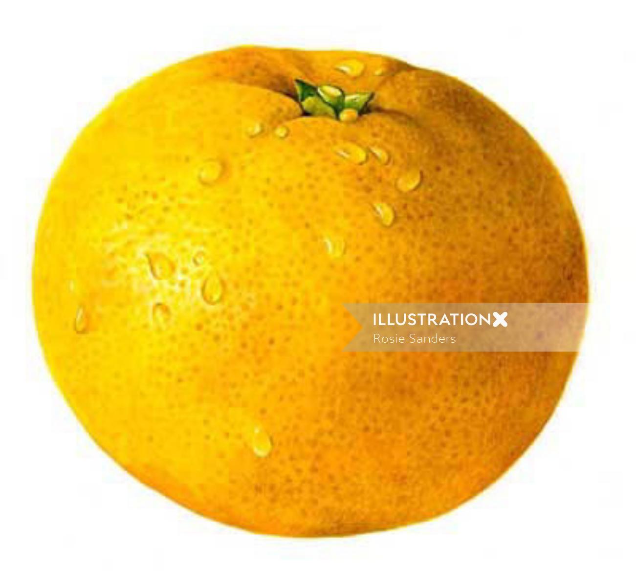 Ilustración de fruta naranja por Rosie Sanders