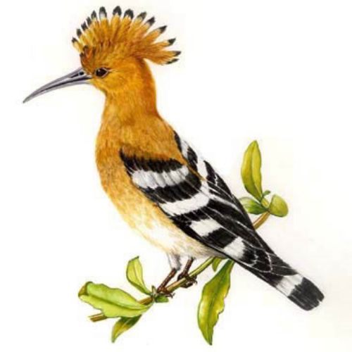 Hoopoe bird illustration by Rosie Sanders