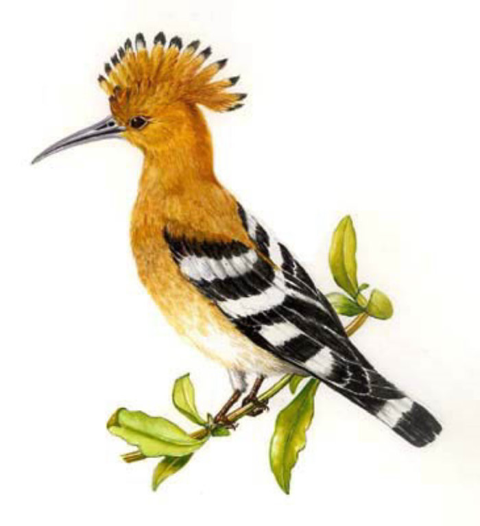 Hoopoe bird illustration by Rosie Sanders