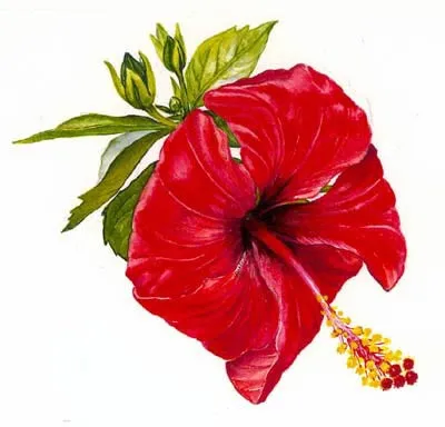 Hibiscus flowers illustration by Rosie Sanders