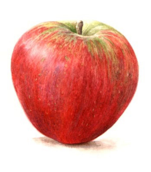 Illustration Apple par Rosie Sanders