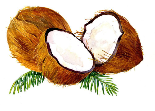 Ilustração de coco por Rosie Sanders
