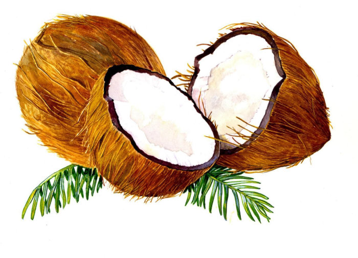 Coconut illustration by by Rosie Sanders