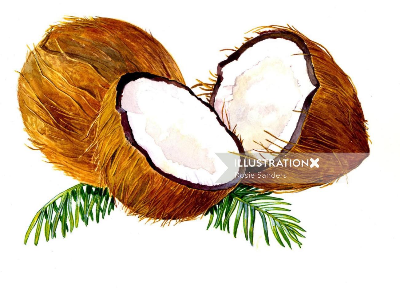 Illustration de noix de coco par par Rosie Sanders