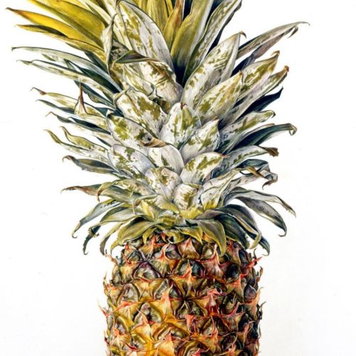 Pineapple illustration by Rosie Sanders