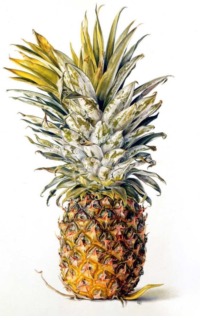 Pineapple illustration by Rosie Sanders