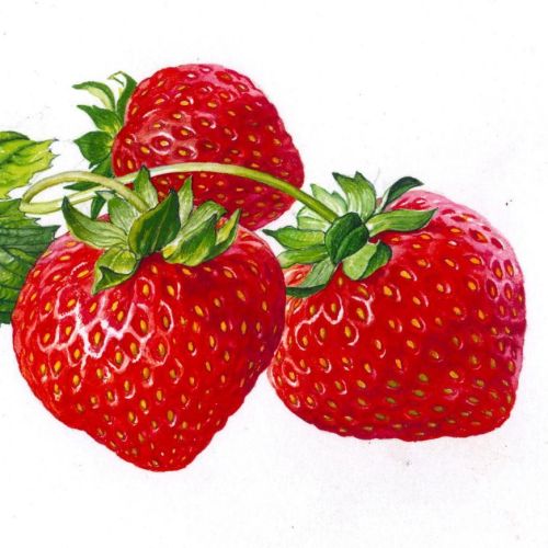 Strawberry illustration by Rosie Sanders