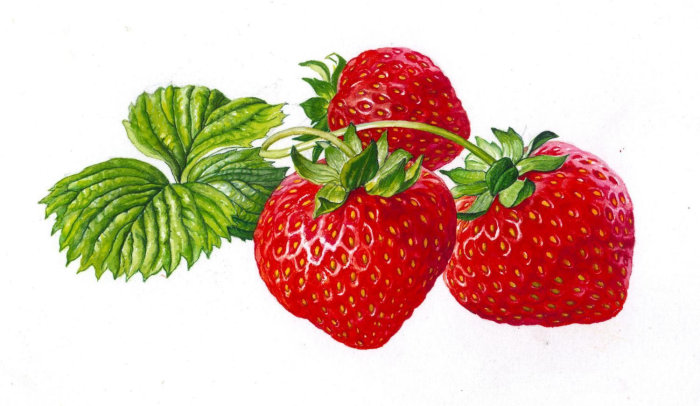 Strawberry illustration by Rosie Sanders