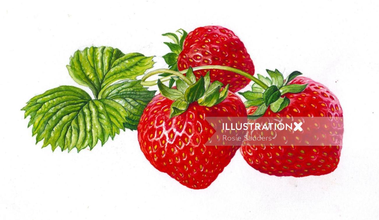 Illustration de fraise par Rosie Sanders