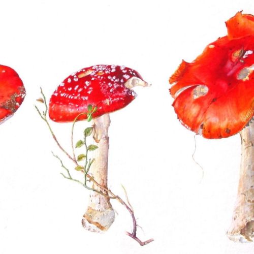 toadstools mushrooms illustration by Rosie Sanders