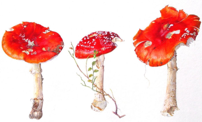 toadstools mushrooms illustration by Rosie Sanders