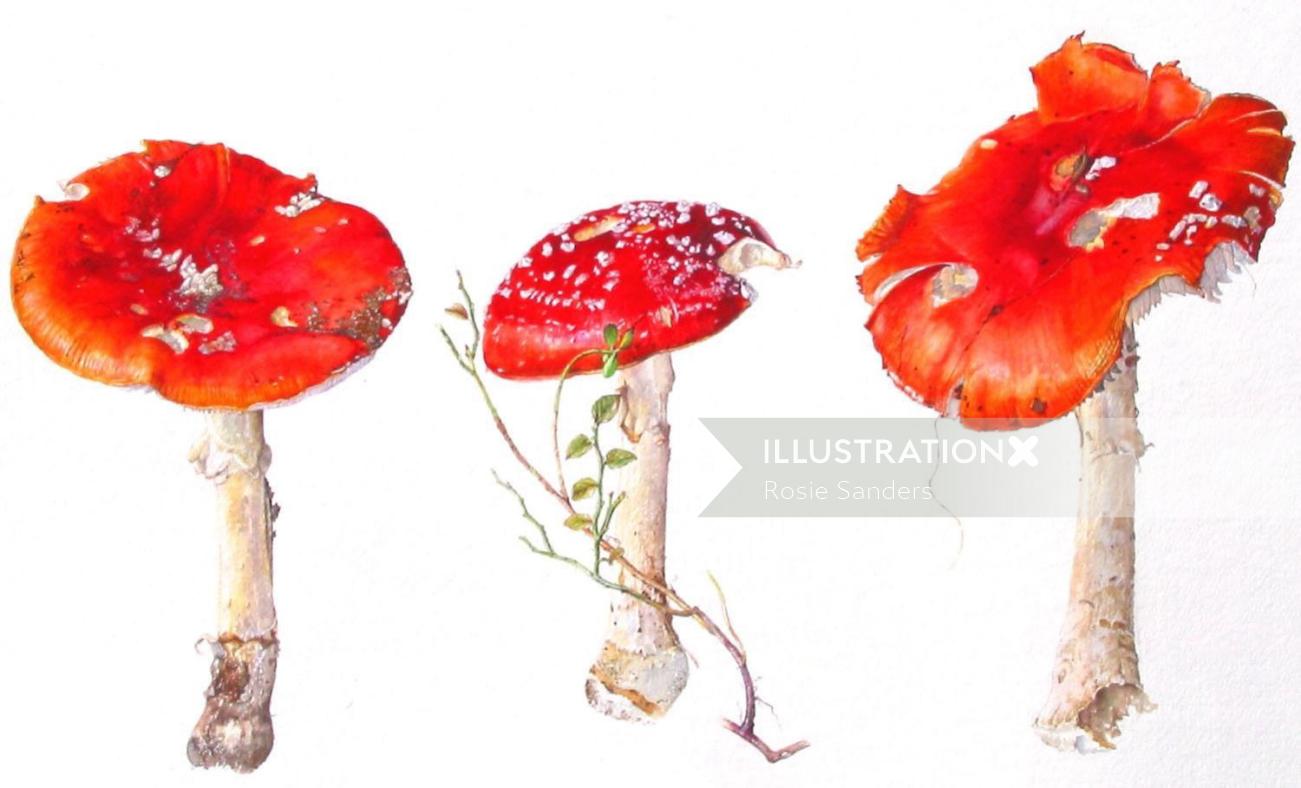 Ilustración de hongos setas de Rosie Sanders