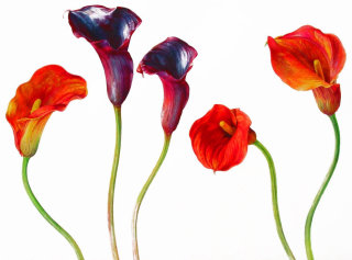 Ilustración de flores moradas y rojas de Rosie Sanders