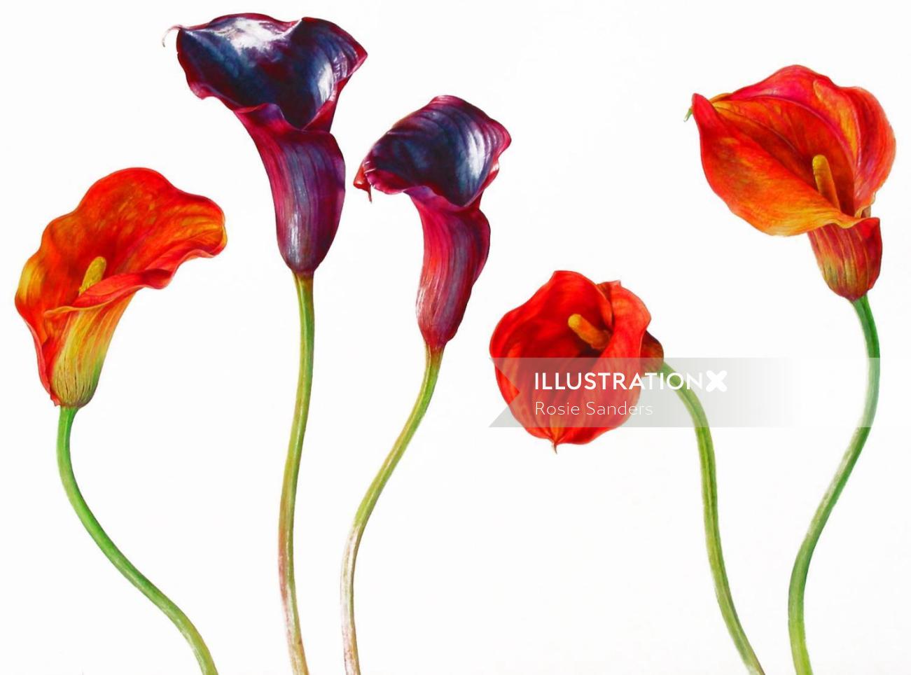 ロージーサンダースによる紫と赤の花のイラスト