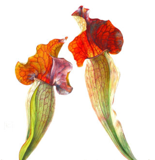 Ilustração da planta Sarracenia por Rosie Sanders