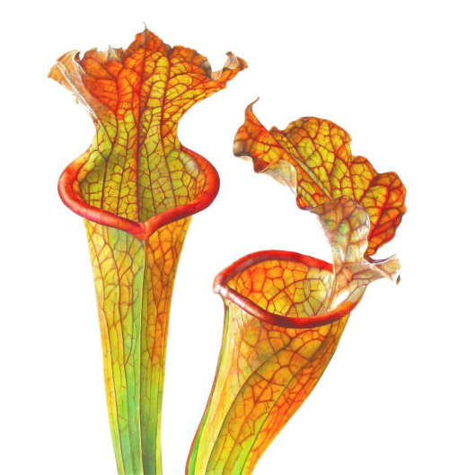 Ilustração de planta de Sarracenia por Rosie Sanders